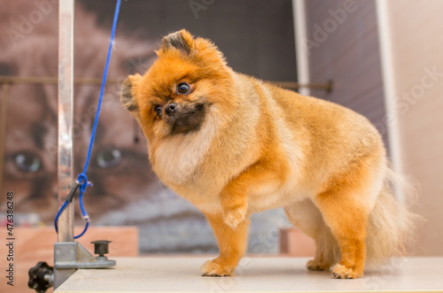 Photography Beautiful pomeranian spitz