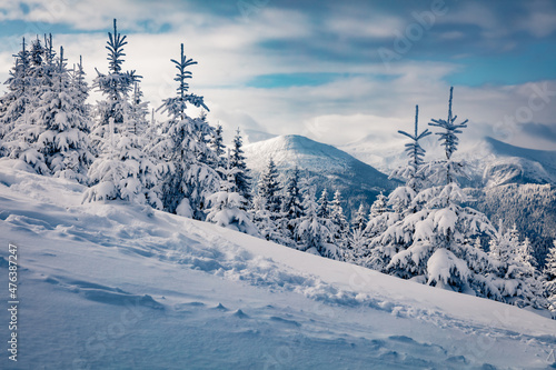 Christmas postcard. Calm morning scene of of Carpathian mountains. Snowy mountain forest in January. Stunning landscape of mountain valley. Beauty of nature concept background. © Andrew Mayovskyy