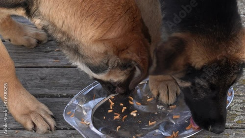 Two stray dogs eat leftovers on the street in a friendly manner.