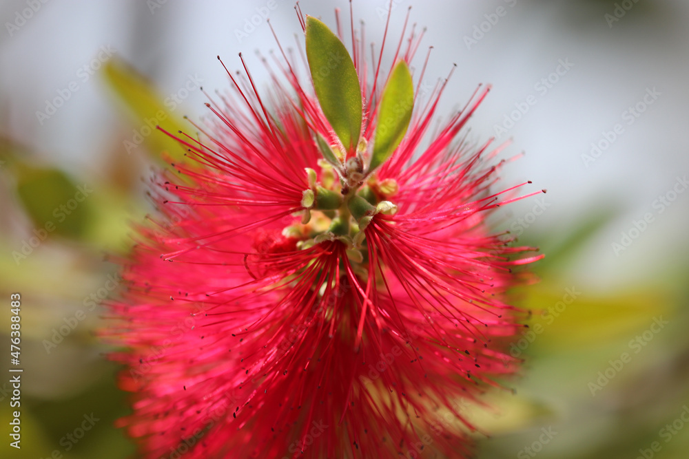 Shocking pink Scarlet bottlebrush tree flower blooming brightly. ブラシの木の鮮やかな赤ピンク色の花の接写マクロ写真。 Shocking pink Scarlet bottlebrush tree flower blooming brightly. ブラシの木の鮮やかな赤ピンク色の花の接写マクロ写真。