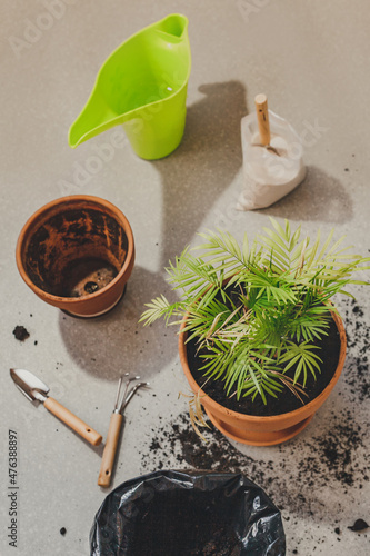 A set of items for replanting houseplant Chamaedorea elegans into a spacious pot. Care of home plants photo