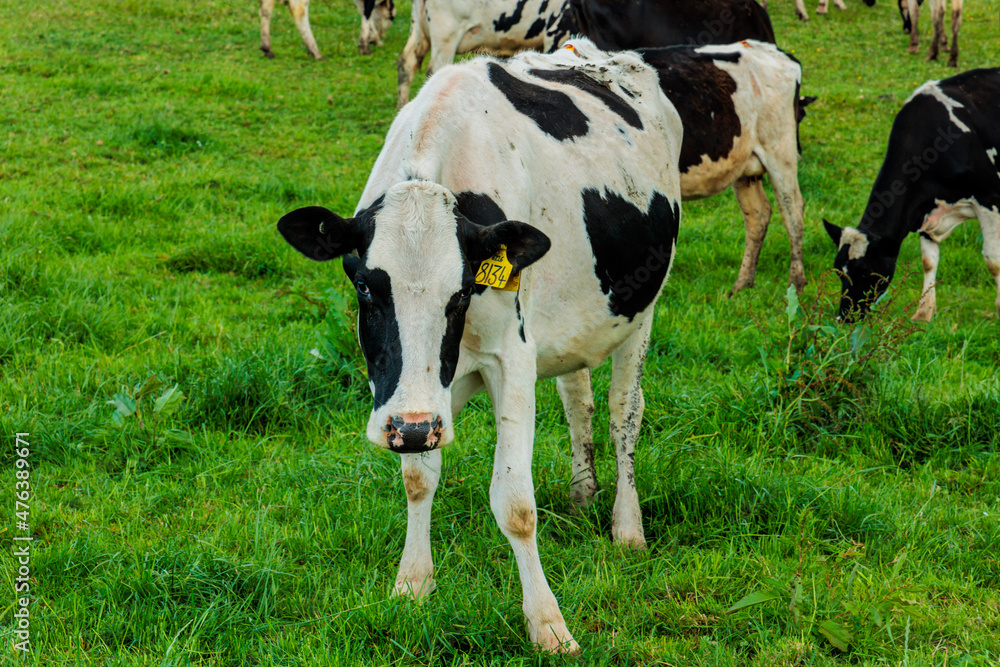Dairy cow grazing in a meadow of pasture on a farm