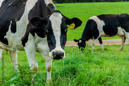 Dairy cow grazing in a meadow of pasture on a farm