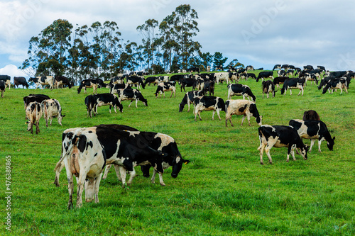 Dairy cow grazing in a meadow of pasture on a farm