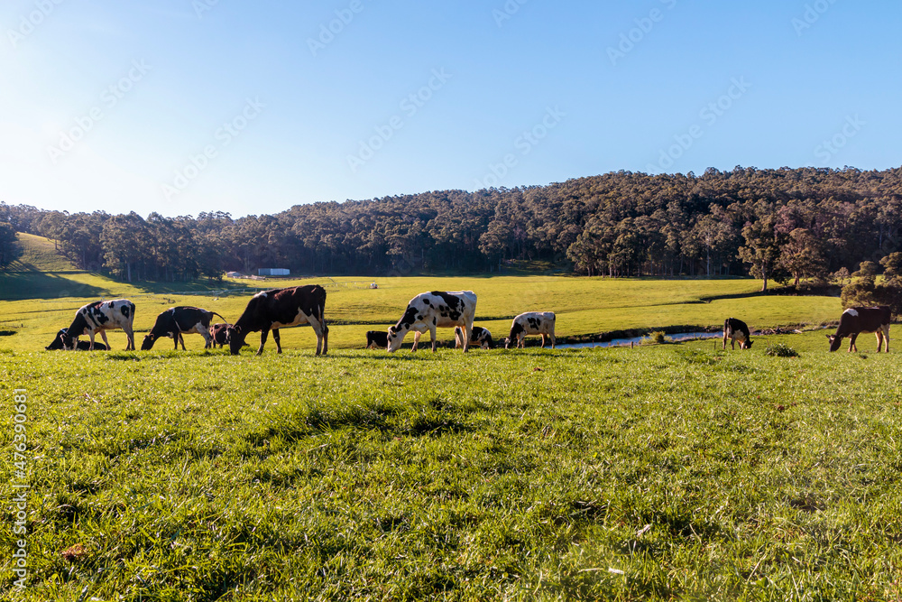Obraz premium Dairy cow grazing in a meadow of pasture on a farm