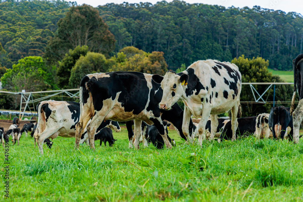 Dairy cow grazing in a meadow of pasture on a farm Dairy cow grazing in a meadow of pasture on a farm