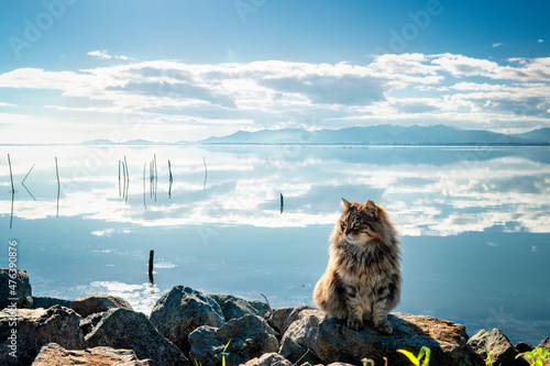 Photography Adorable female long-haired and brindle cat with the sea behind while enjoying the sun