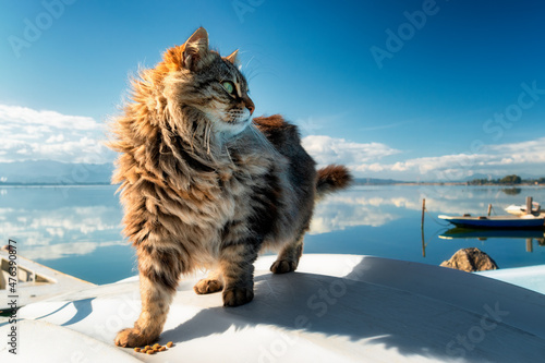 Photography Adorable female long-haired and brindle cat with the sea behind while enjoying the sun