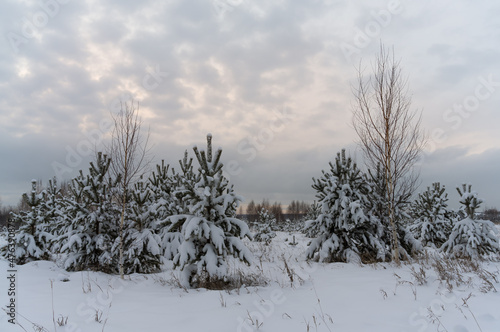 Evening in the winter forest after a snowfall. A group of young pine trees in a snowy meadow. The branches of the trees are lushly covered with white snow. Embossed cloudy sky. Russia, Ural 