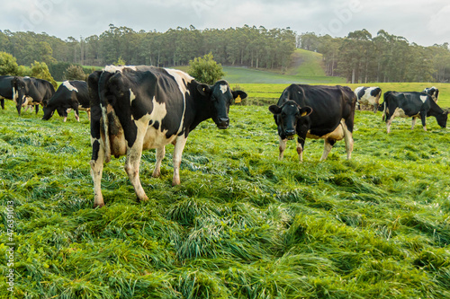Dairy cow grazing in a meadow of pasture on a farm