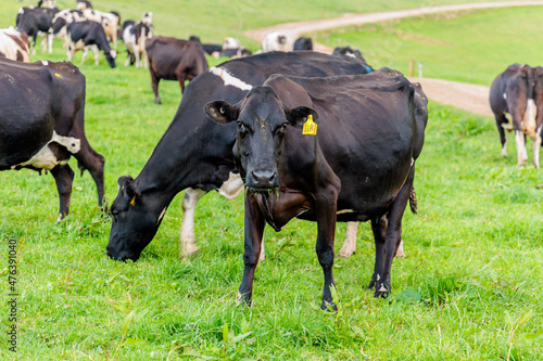 Fototapeta Naklejka Na Ścianę i Meble -  Dairy cow grazing in a meadow of pasture on a farm
