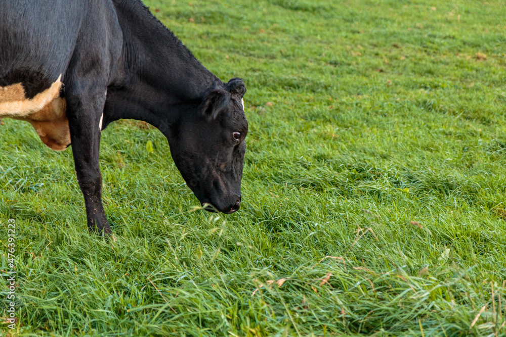 Dairy cow grazing in a meadow of pasture on a farm Dairy cow grazing in a meadow of pasture on a farm