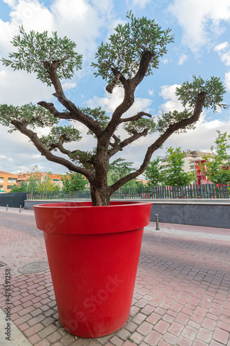 olive tree planted in a big red pot