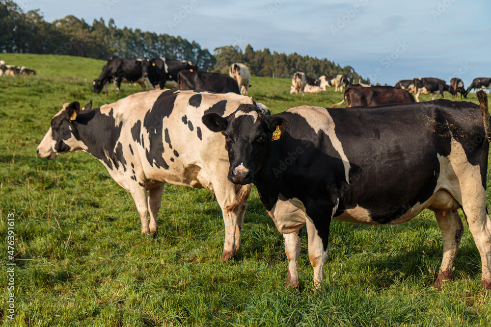 Dairy cow grazing in a meadow of pasture on a farm