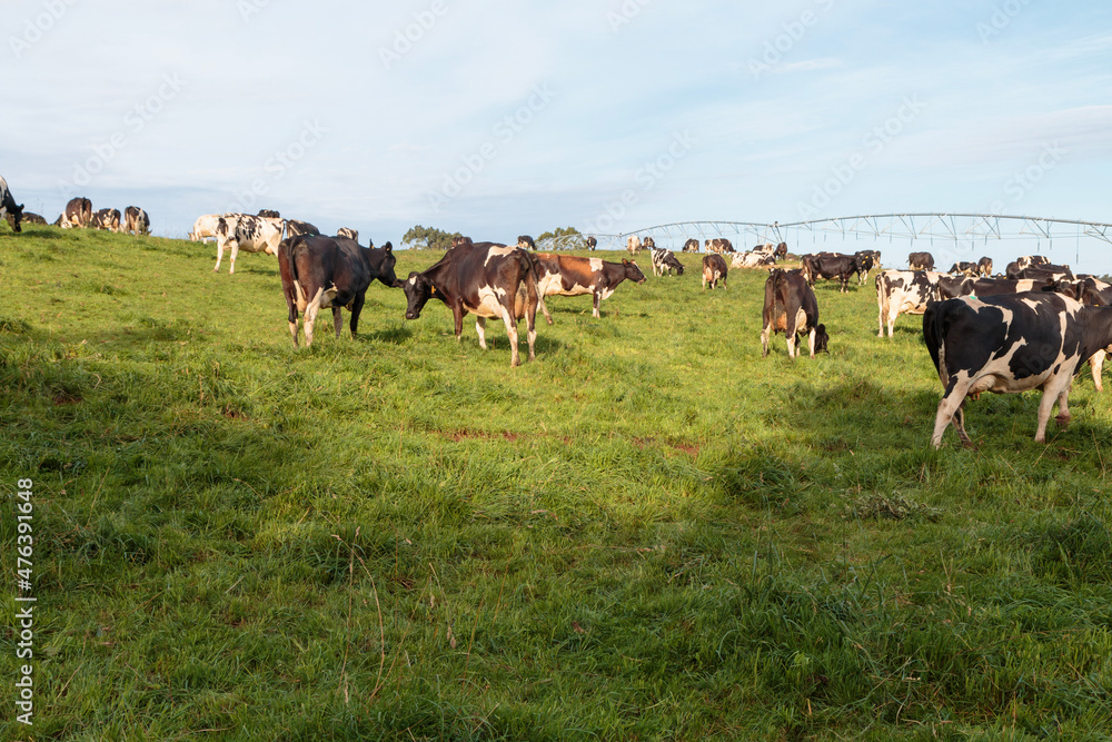 Dairy cow grazing in a meadow of pasture on a farm Dairy cow grazing in a meadow of pasture on a farm