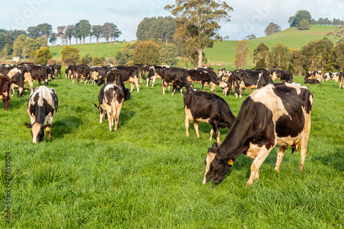 Dairy cow grazing in a meadow of pasture on a farm