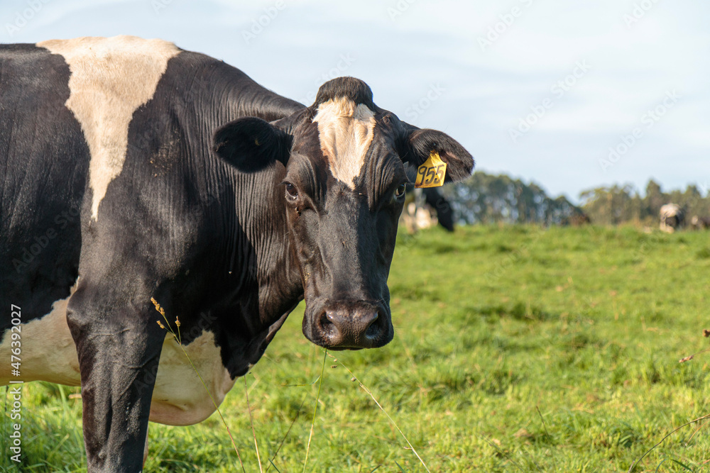 Dairy cow grazing in a meadow of pasture on a farm Dairy cow grazing in a meadow of pasture on a farm