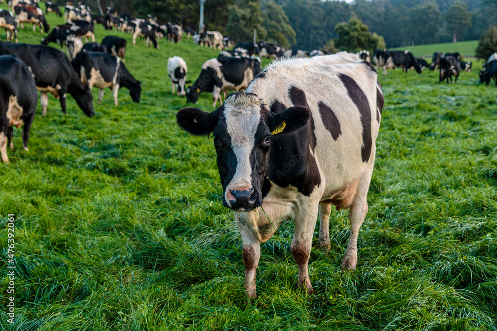 Dairy cow grazing in a meadow of pasture on a farm Dairy cow grazing in a meadow of pasture on a farm