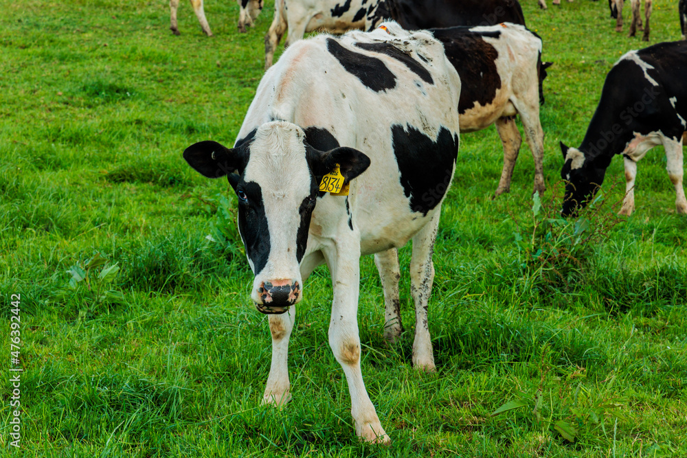 Dairy cow grazing in a meadow of pasture on a farm Dairy cow grazing in a meadow of pasture on a farm
