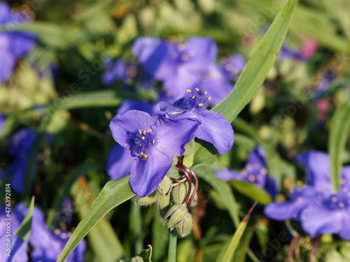 Tradescantia virginiana | Touffe d'éphémères ou éphémérines de Virginie à fleurs à trois pétales bleu entre des feuilles vertes simples effilées, étroite et pointues photo