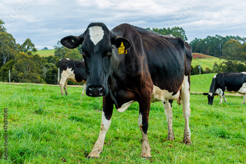 Fototapeta Naklejka Na Ścianę i Meble -  Dairy cow grazing in a meadow of pasture on a farm