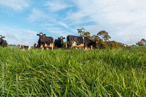 Dairy cow grazing in a meadow of pasture on a farm