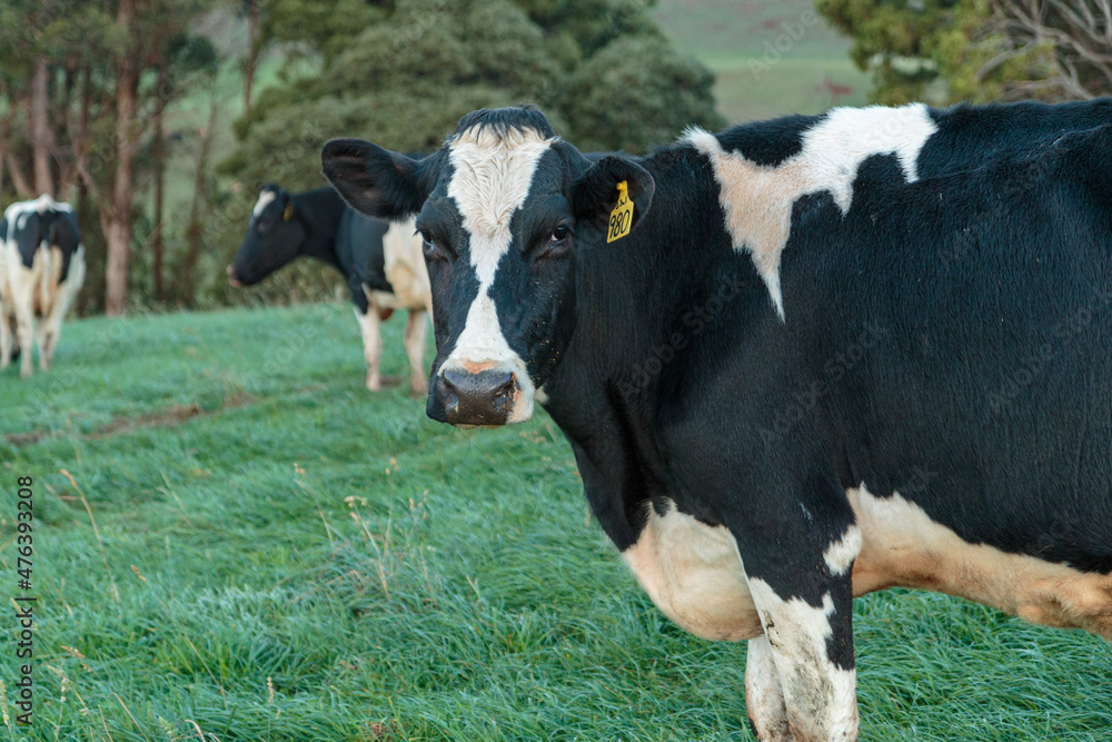 Dairy cow grazing in a meadow of pasture on a farm Dairy cow grazing in a meadow of pasture on a farm