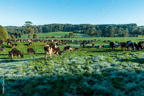 Dairy cow grazing in a meadow of pasture on a farm