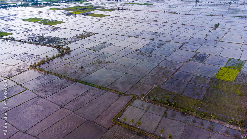 Pinrang, Sulawesi Selatan Indonesia. Photos of rice fields that will ...
