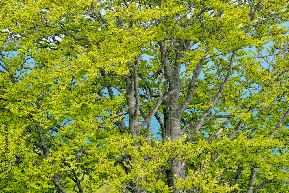 Fototapeta premium Canopy of beech old and big