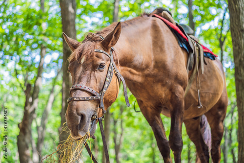 Horse in the forest eating dry grass