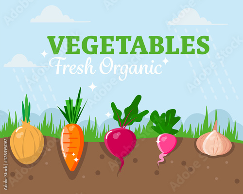 Eco-friendly vegetables in the garden. Healthy food and farm products concept. Vector illustration.