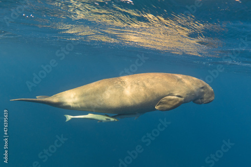 Dugong swimming in the blue sea underwater. Rare sea animal.