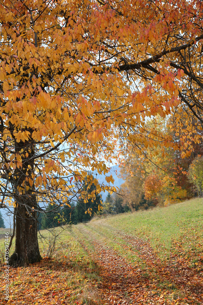 old walnut tree with yellow leaves in autumn old walnut tree with yellow leaves in autumn
