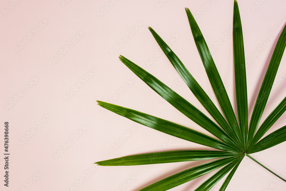 A green leave over the pink background with copy space. A green leave over the pink background with copy space.