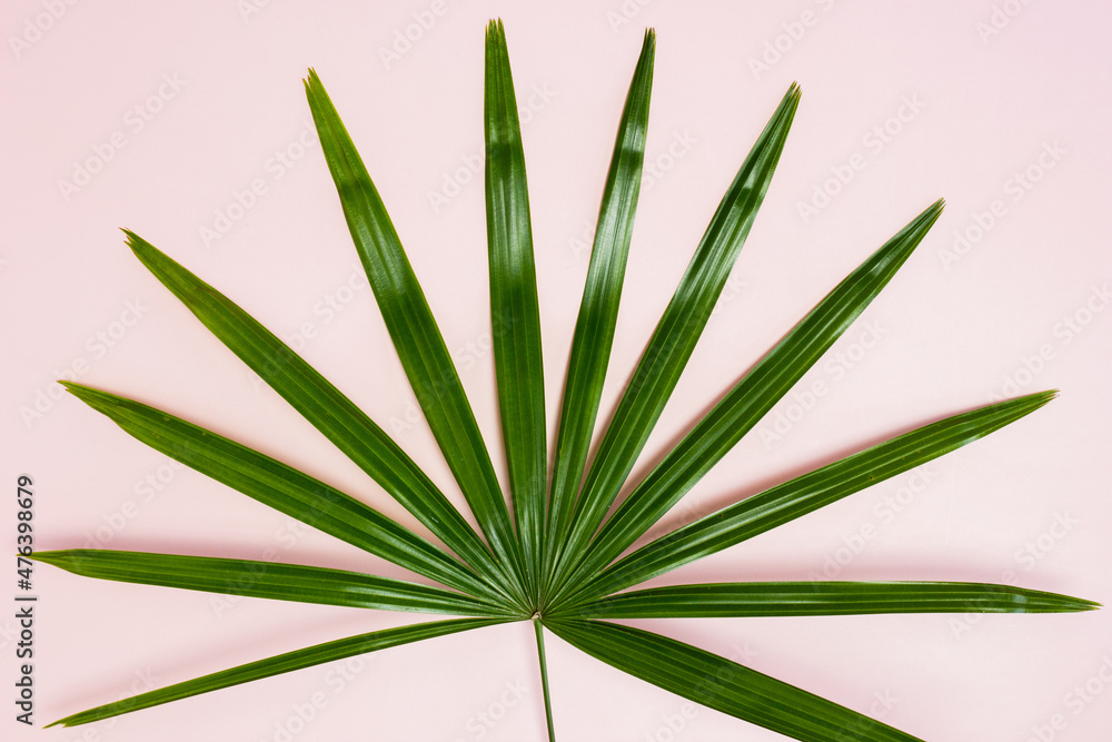 Green leaves over the pink background. Green leaves over the pink background.