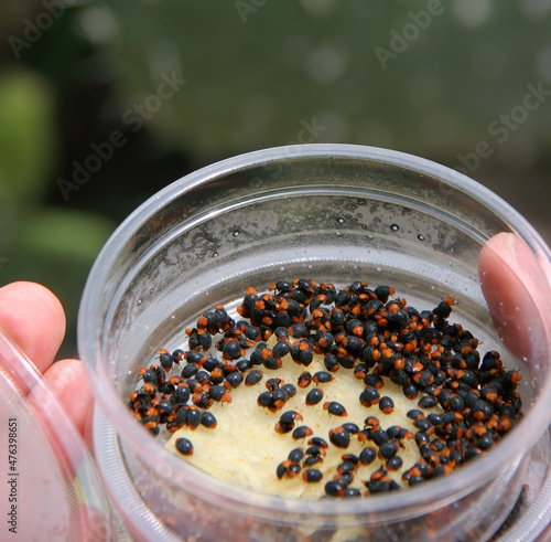 Mealybug ladybirds, Cryptolaemus montrouzieri (Coleoptera: Coccinellidae) are natural enemies of Scale insects. Agriculture plantation. Rearing and biological control concept