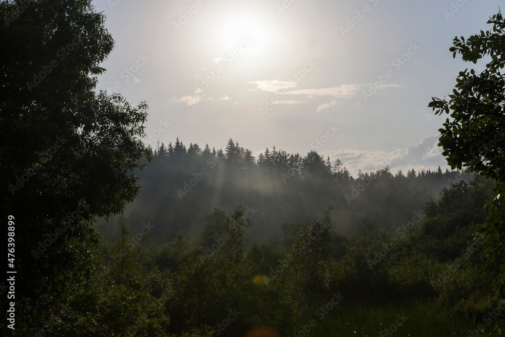 foggy evening after rain in the forest foggy evening after rain in the forest