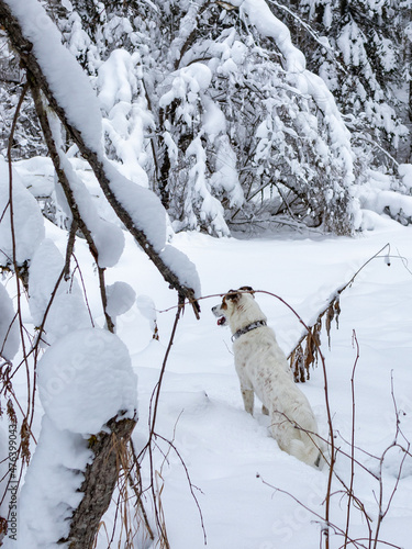 A dog in a snowy forest.