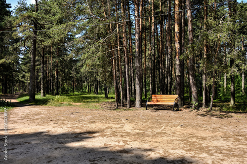 bench in the forest, summer forest © Олег Спиридонов