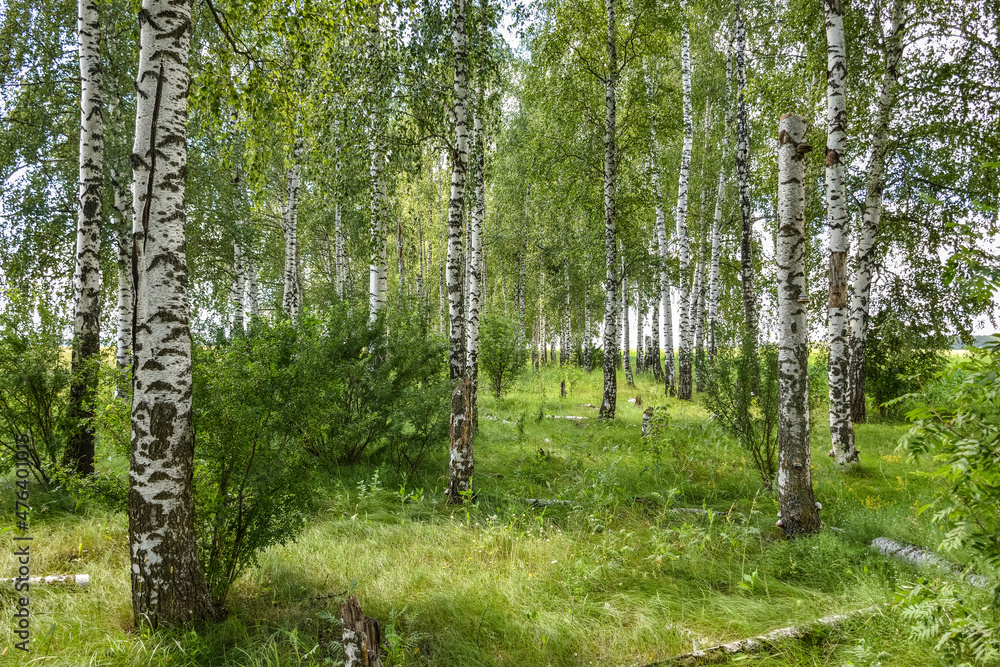 Fototapeta premium birch grove, birch trees in the summer forest