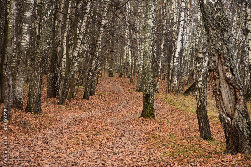 Fototapeta premium pine forest, walk in the forest, tree trunks