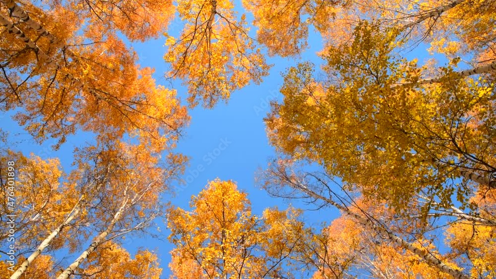 Autumn forest against the blue sky. Bright yellow birch leaves. Bottom view. Panoramic shooting with circular slow movement around its axis. Autumn forest against the blue sky. Bright yellow birch leaves. Bottom view. Panoramic shooting with circular slow movement around its axis.