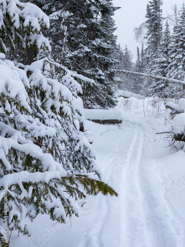A ski track in a snow-covered coniferous forest.