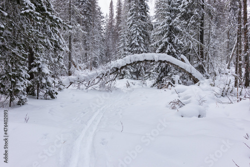 A ski track in a snow-covered coniferous forest.