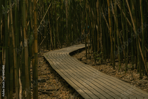 Fototapeta Naklejka Na Ścianę i Meble -  Panoramic scene from bamboo forest in road to hana, Maui, Hawai