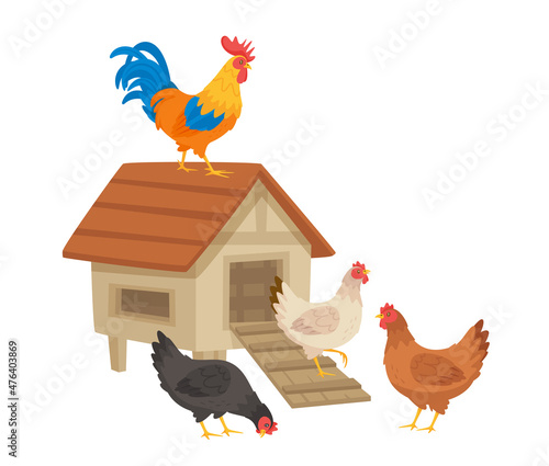 Chicken happy family. Vector illustration. White background. © thruer