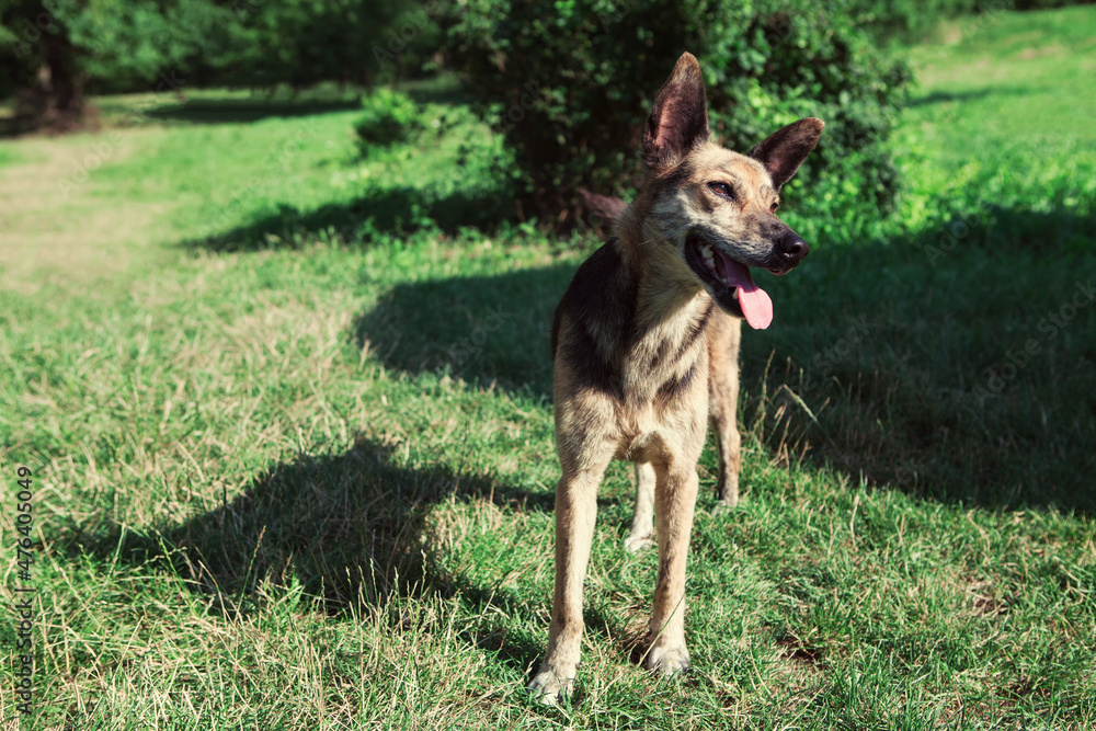 Cute dog standing on the green meadow . Happy domestic animal on the grass . Portrait with the tongue out Cute dog standing on the green meadow . Happy domestic animal on the grass . Portrait with the tongue out