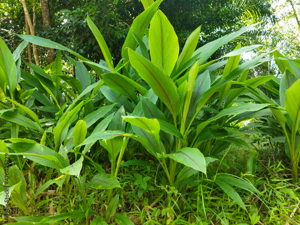 Fototapeta premium Turmeric plant grows wild in the forest