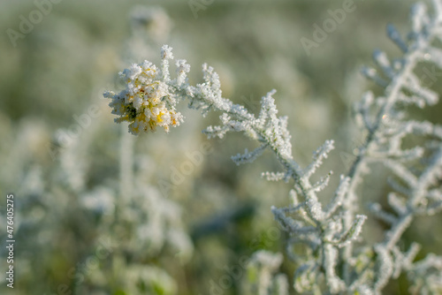 Rapeseed plants with hoarfrost